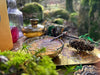 Moon Beams and Moss Autumn Potion Kit