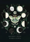Moon Beams and Moss Moon Magic Kit